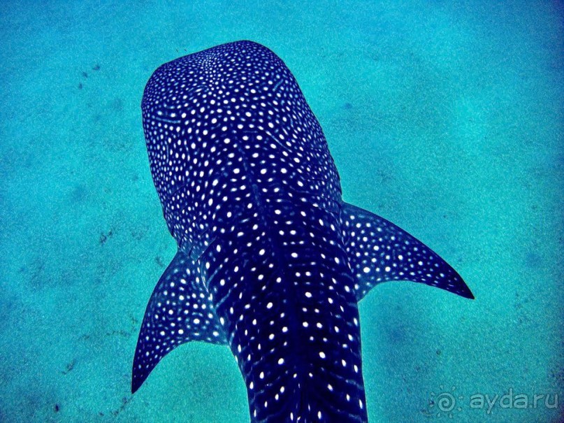 Твердая 4ка