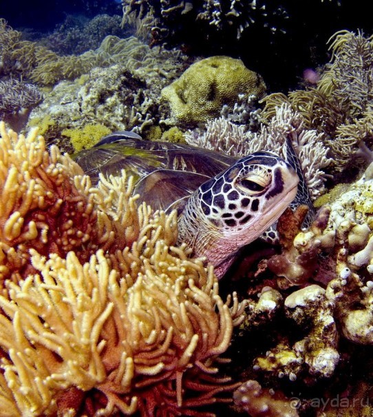 Твердая 4ка