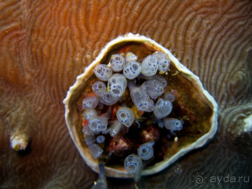 Твердая 4ка