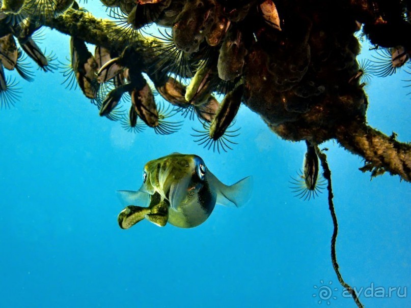 Твердая 4ка