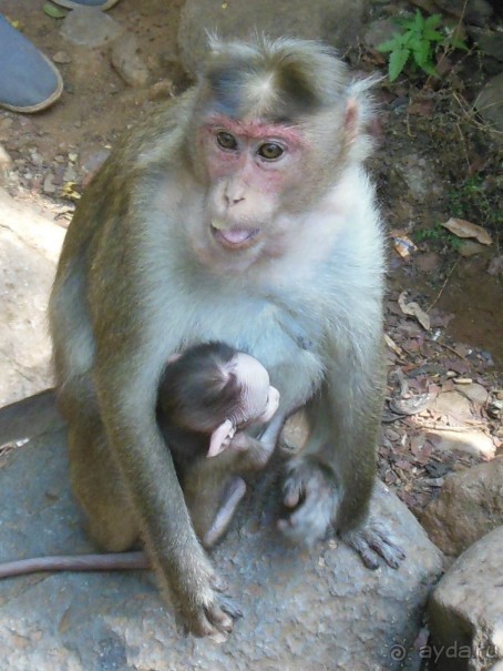 Первый раз Индии