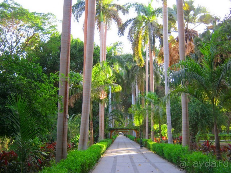 Ботанический Сад на о.Китченер в Асуане