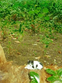 Ботанический Сад на о.Китченер в Асуане