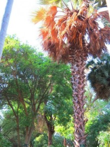 Ботанический Сад на о.Китченер в Асуане