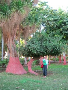 Ботанический Сад на о.Китченер в Асуане
