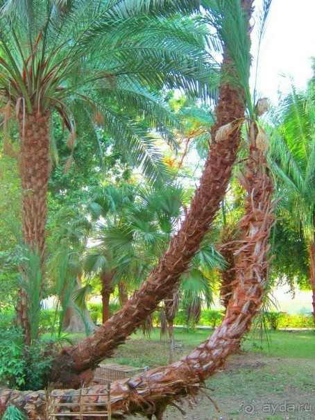 Ботанический Сад на о.Китченер в Асуане