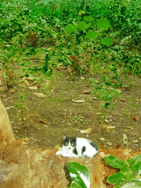 Ботанический Сад на о.Китченер в Асуане