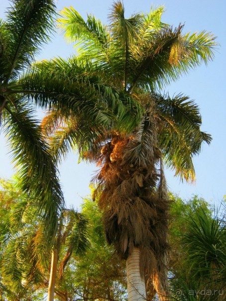 Ботанический Сад на о.Китченер в Асуане