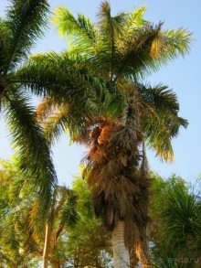 Это надо увидеть собственными глазами!!! Асуан - Абу Симбел