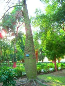 Это надо увидеть собственными глазами!!! Асуан - Абу Симбел