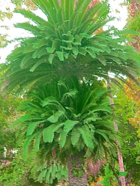 Это надо увидеть собственными глазами!!! Асуан - Абу Симбел