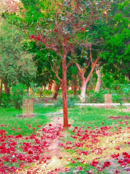 Это надо увидеть собственными глазами!!! Асуан - Абу Симбел