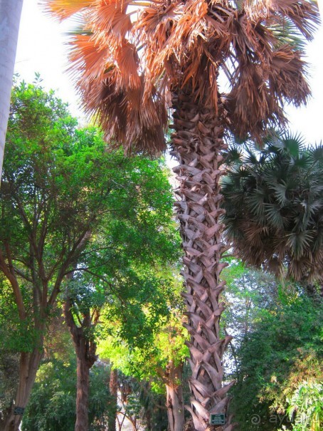 Это надо увидеть собственными глазами!!! Асуан - Абу Симбел