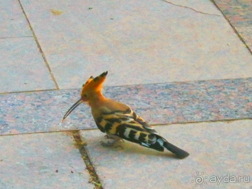Это надо увидеть собственными глазами!!! Асуан - Абу Симбел