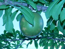 фото Starfish Varadero 