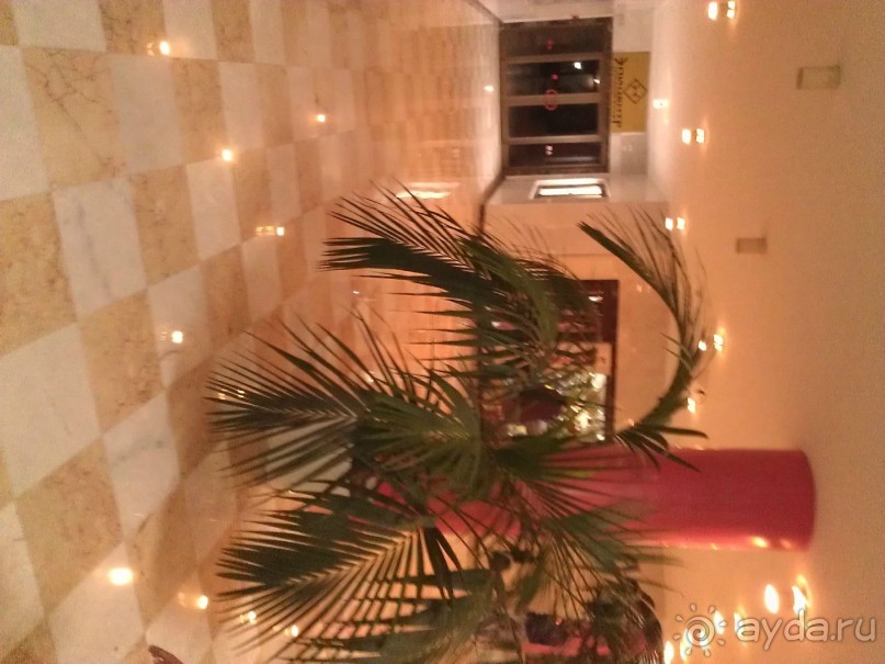 фото Самшитовая роща