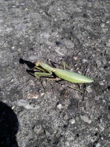 фото Самшитовая роща