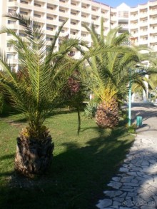 сказочная страна.....самшитка