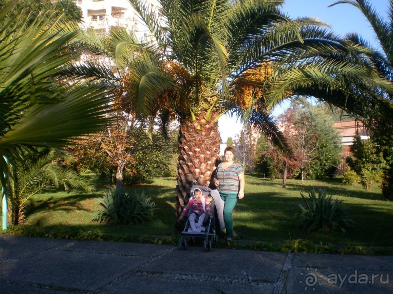 сказочная страна.....самшитка