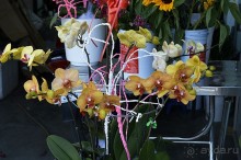 НЯЧАНГ НОВОГОДНИЙ !