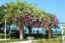 НЯЧАНГ НОВОГОДНИЙ !