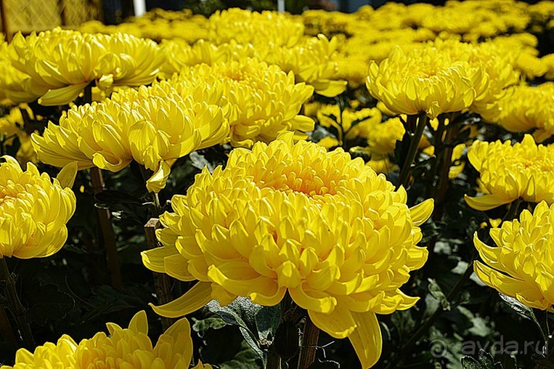 НЯЧАНГ НОВОГОДНИЙ !