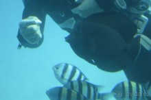 Альбом отзыва "Африканские записки"