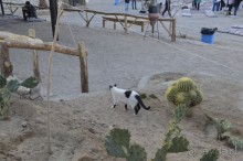 Альбом отзыва "Африканские записки"