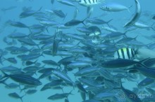 Африканские записки