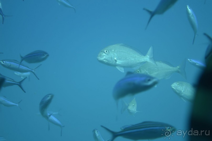 Альбом отзыва "Африканские записки"