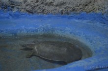 Альбом отзыва "Африканские записки"