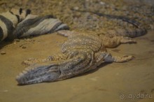 Альбом отзыва "Африканские записки"