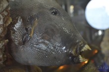 Африканские записки