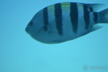 Альбом отзыва "Африканские записки"