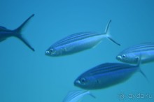 Альбом отзыва "Африканские записки"