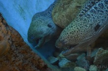 мурены в аквариуме