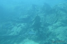 Альбом отзыва "Африканские записки"