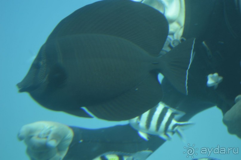 бархатная рыбка