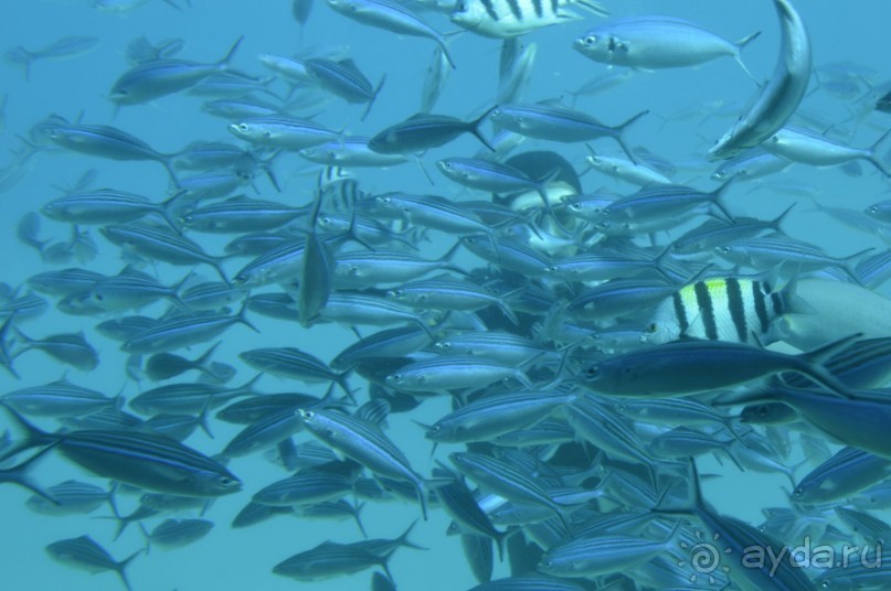 Африканские записки