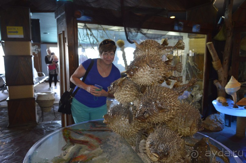 чучела в музее