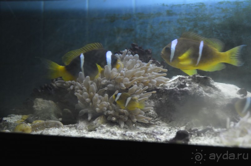 Африканские записки