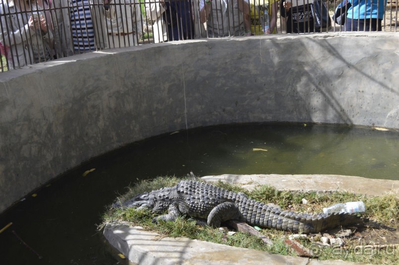 крокодильчик