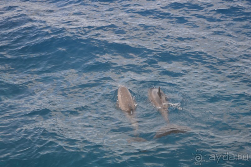 дельфины!