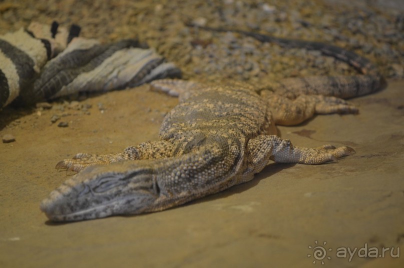 Африканские записки