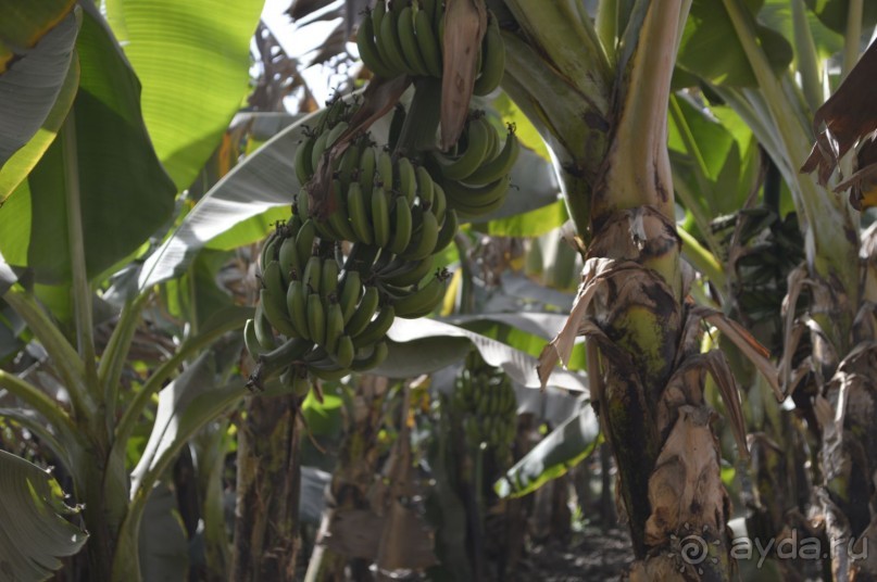 банановый остров