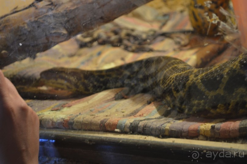 Африканские записки