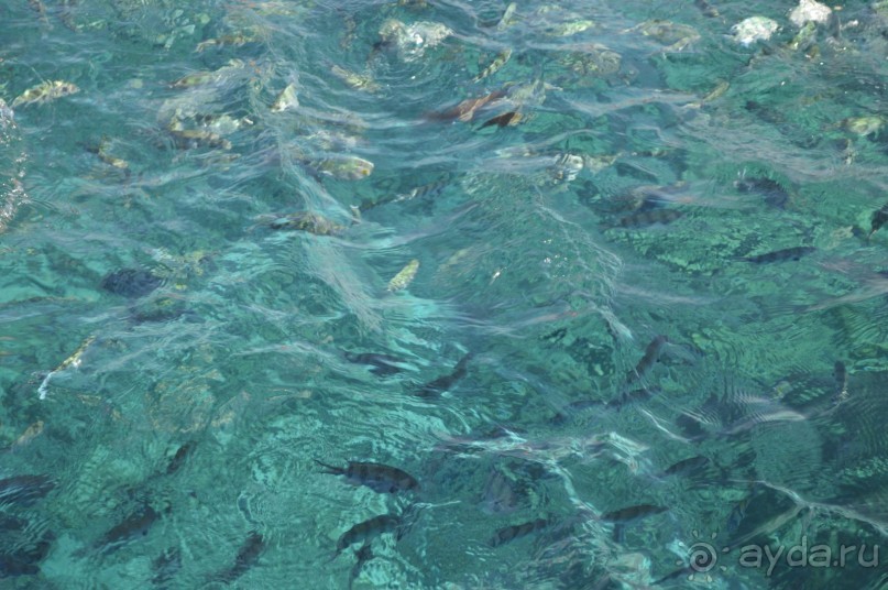 Африканские записки