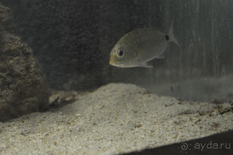 Африканские записки