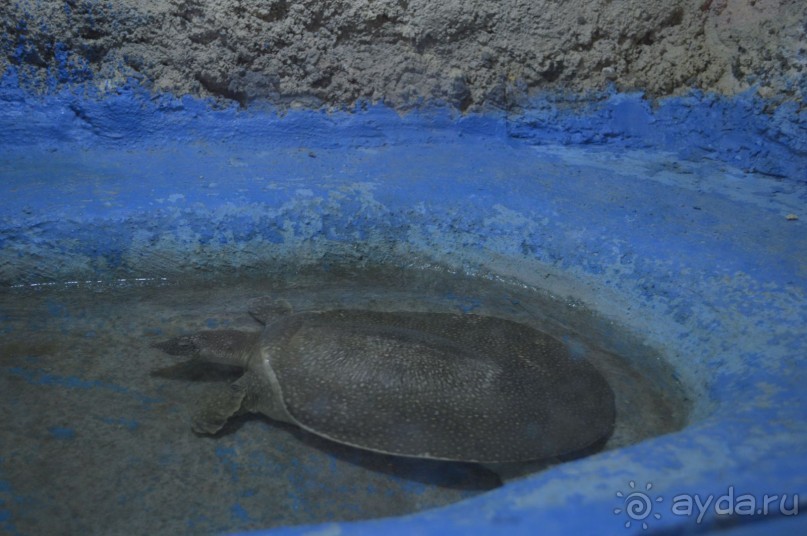 Африканские записки