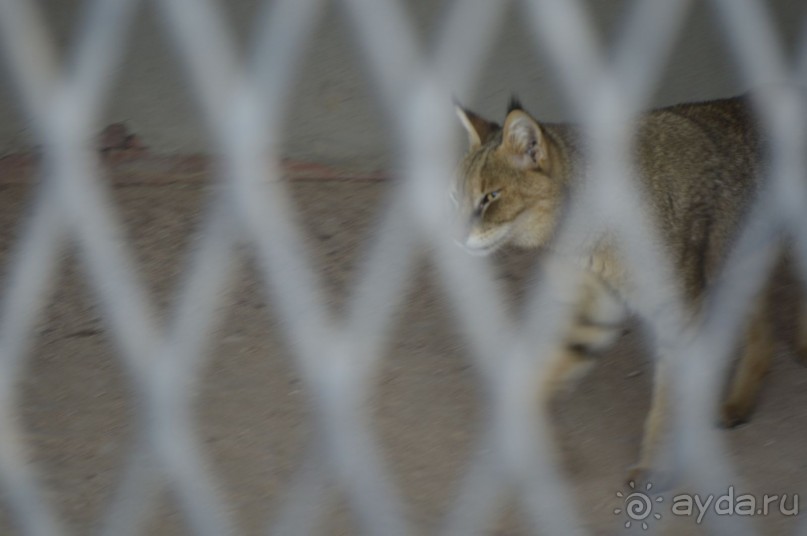 пустынный кот